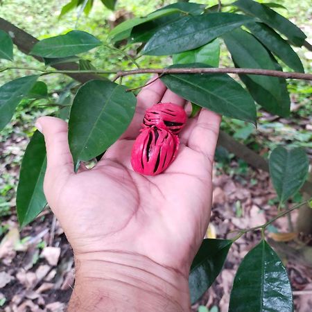 Philip Mary Farm Stay Thekkady Eksteriør bilde