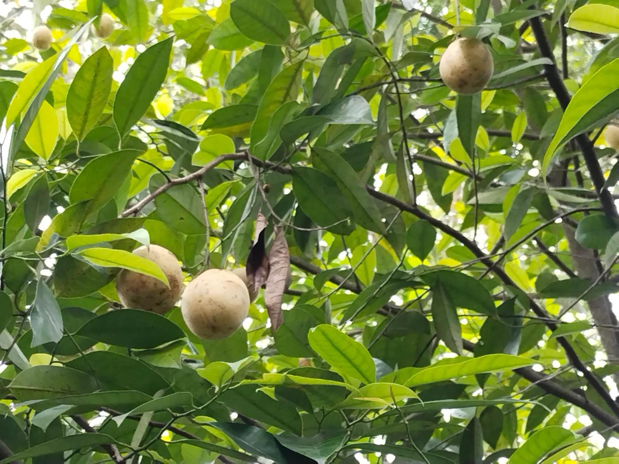 Philip Mary Farm Stay Thekkady Eksteriør bilde