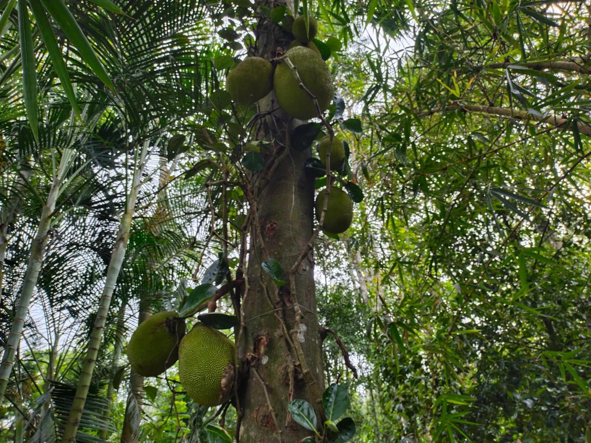 Philip Mary Farm Stay Thekkady Eksteriør bilde