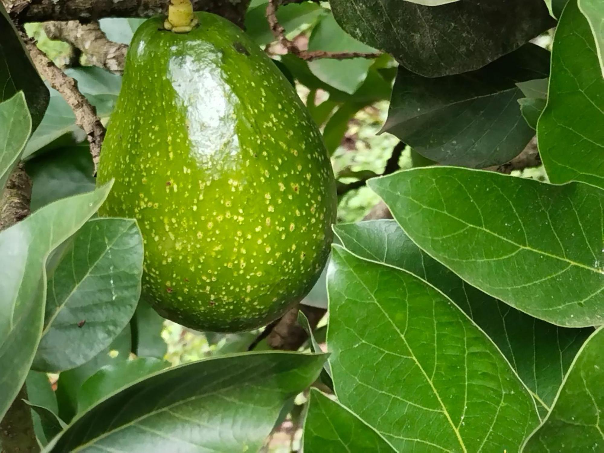 Philip Mary Farm Stay Thekkady Eksteriør bilde