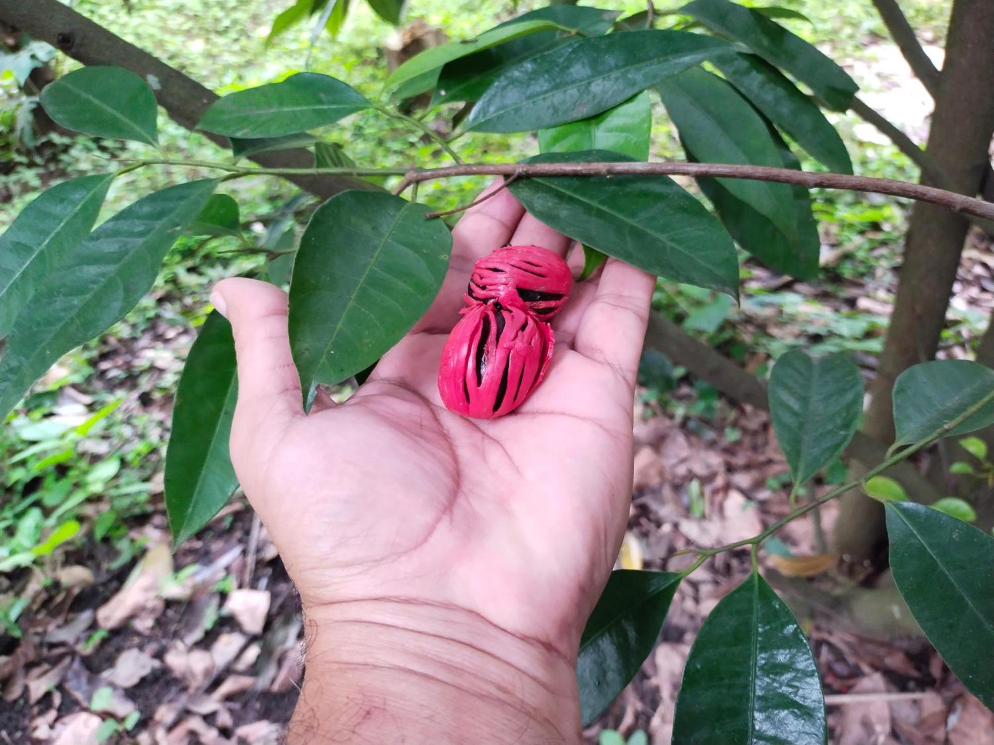 Philip Mary Farm Stay Thekkady Eksteriør bilde