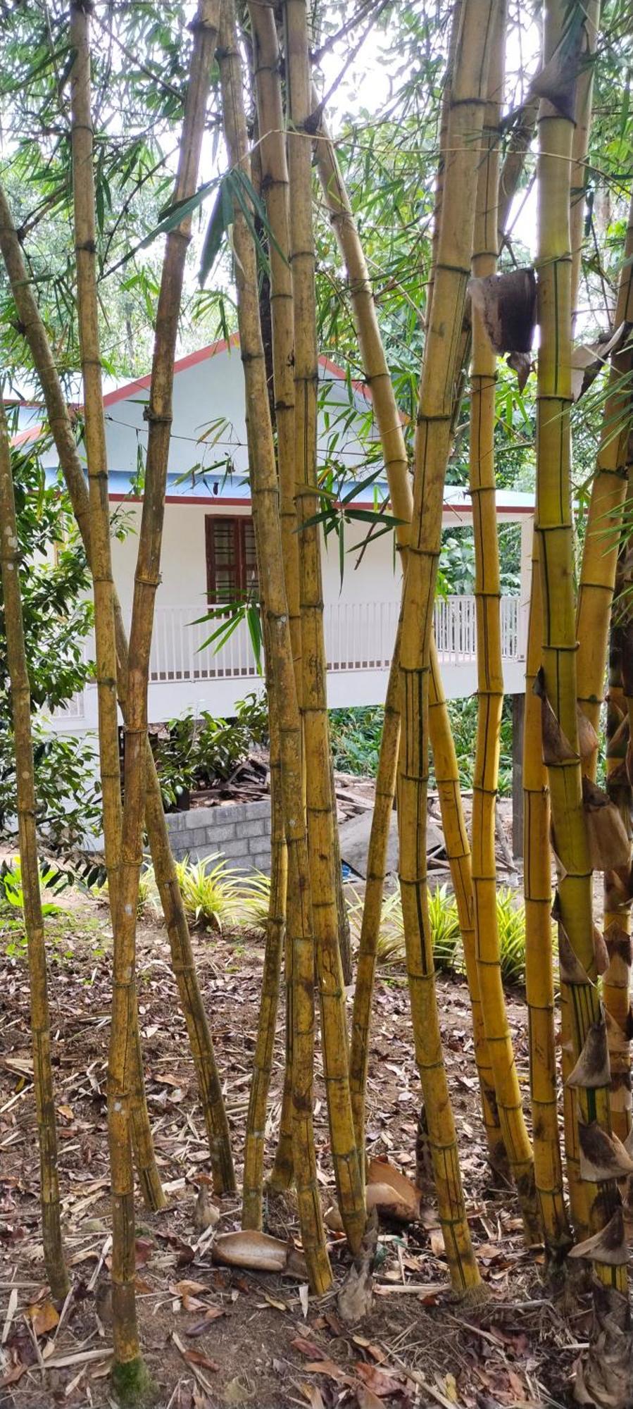 Philip Mary Farm Stay Thekkady Eksteriør bilde